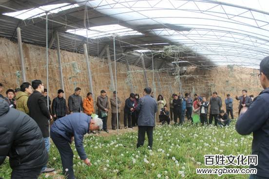 河北磁縣舉辦“慶兩會、送技術”蒲公英專題培訓會