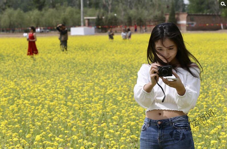 出游新選擇！順義油菜花海美如畫
