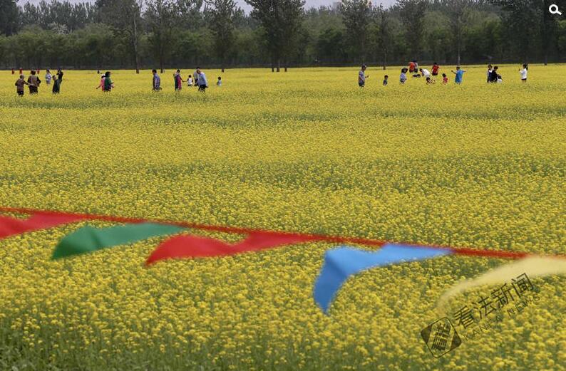 出游新選擇！順義油菜花海美如畫