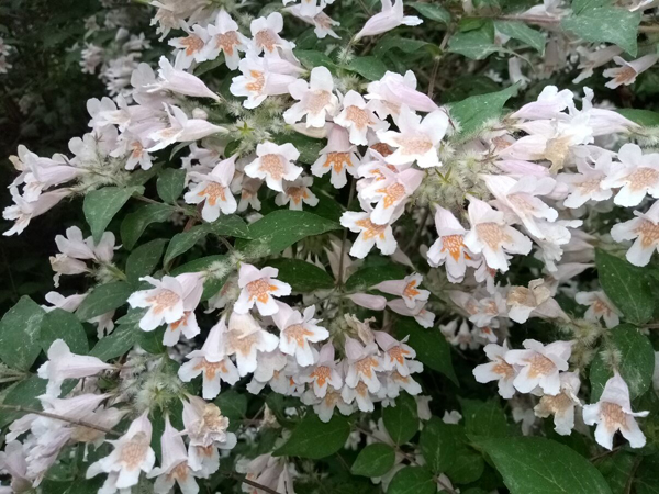 初夏時(shí)光——猬實(shí)花開照眼明