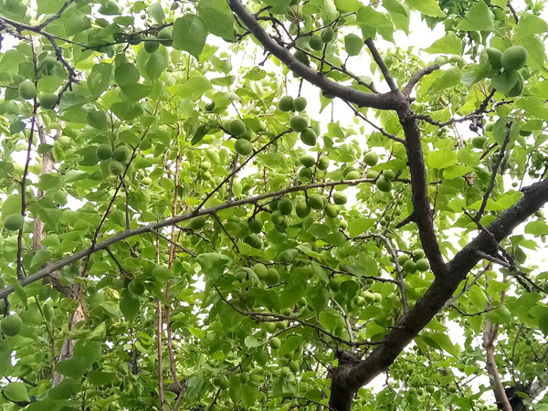 初夏時(shí)光——猬實(shí)花開照眼明