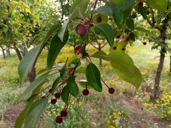 初夏時(shí)光——猬實(shí)花開照眼明