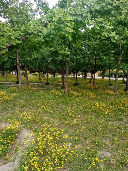 初夏時(shí)光——猬實(shí)花開照眼明