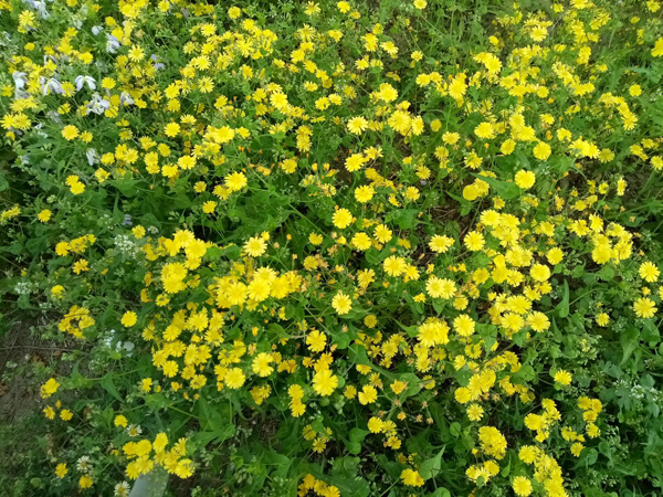 初夏時(shí)光——猬實(shí)花開照眼明