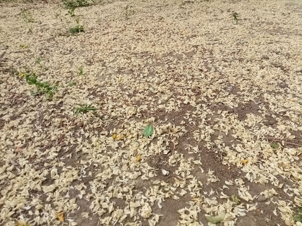 初夏時(shí)光——猬實(shí)花開照眼明