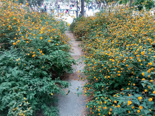 初夏時(shí)光——猬實(shí)花開照眼明