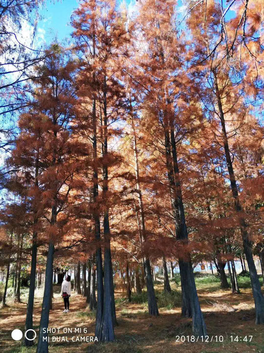 任彤手機(jī)拍——洱海