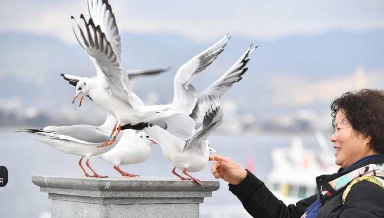 冬日昆明人鷗同樂(lè) 繪“春城”別樣美景
