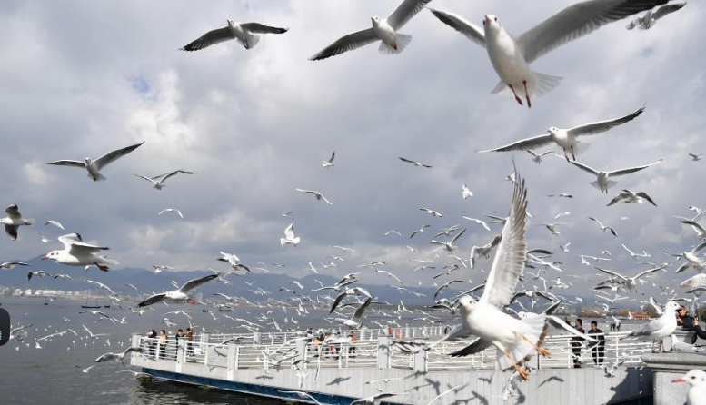 冬日昆明人鷗同樂(lè) 繪“春城”別樣美景