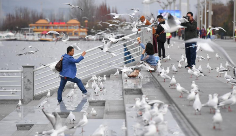 冬日昆明人鷗同樂(lè) 繪“春城”別樣美景