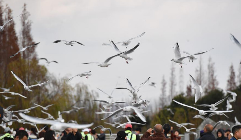 冬日昆明人鷗同樂(lè) 繪“春城”別樣美景