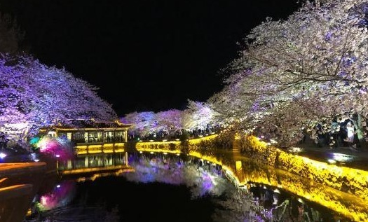 光影與花完美結(jié)合 無(wú)錫太湖黿頭渚夜櫻美如畫