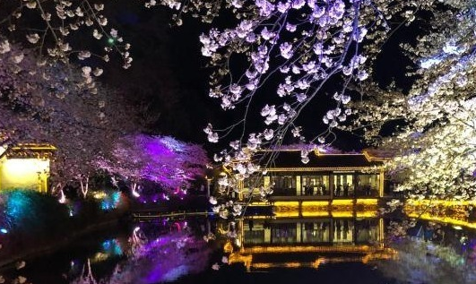 光影與花完美結(jié)合 無(wú)錫太湖黿頭渚夜櫻美如畫