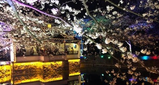 光影與花完美結(jié)合 無(wú)錫太湖黿頭渚夜櫻美如畫