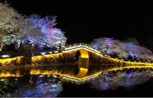 光影與花完美結(jié)合 無(wú)錫太湖黿頭渚夜櫻美如畫