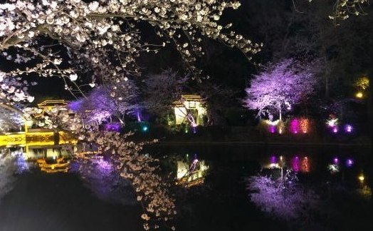 光影與花完美結(jié)合 無(wú)錫太湖黿頭渚夜櫻美如畫
