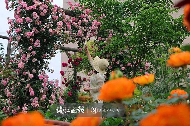 羨慕！他為妻子打造500多種植物花園，只為結婚時一個許諾！