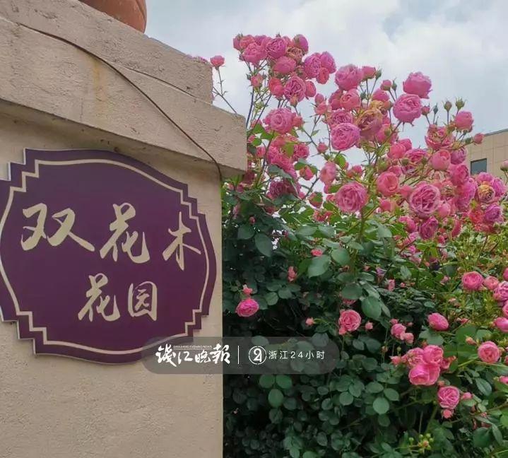 羨慕！他為妻子打造500多種植物花園，只為結婚時一個許諾！