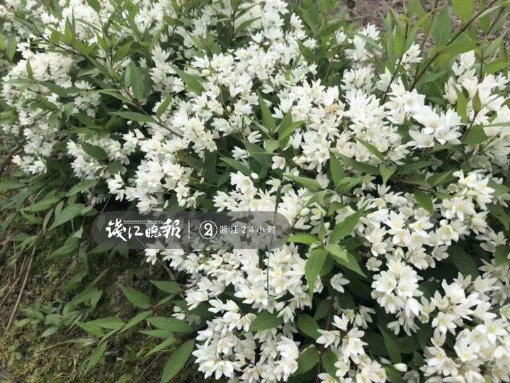 羨慕！他為妻子打造500多種植物花園，只為結婚時一個許諾！