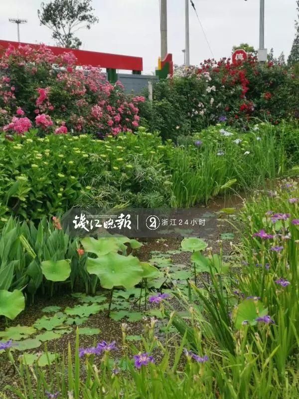 羨慕！他為妻子打造500多種植物花園，只為結婚時一個許諾！