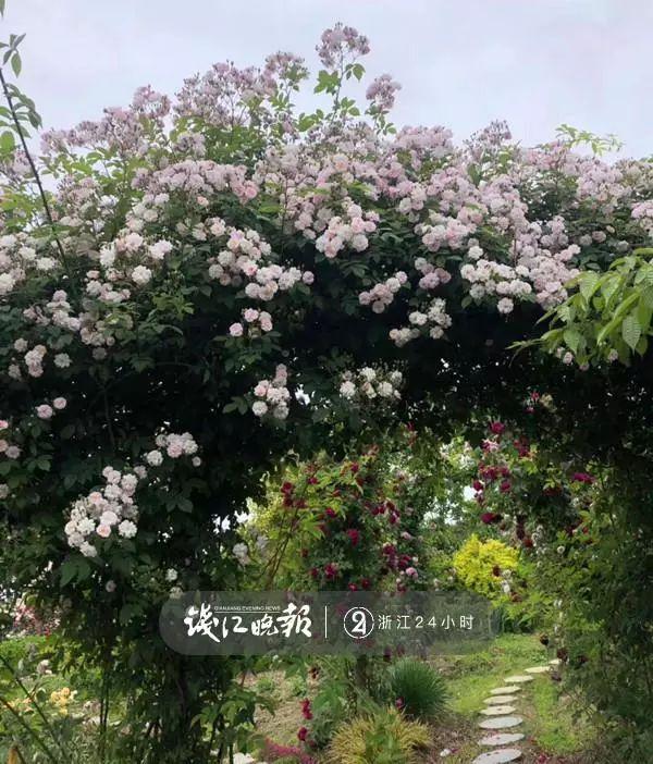 羨慕！他為妻子打造500多種植物花園，只為結婚時一個許諾！