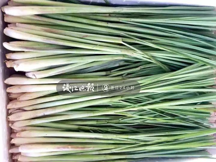 羨慕！他為妻子打造500多種植物花園，只為結婚時一個許諾！