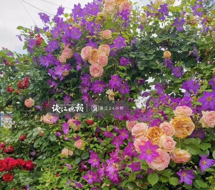 羨慕！他為妻子打造500多種植物花園，只為結婚時一個許諾！