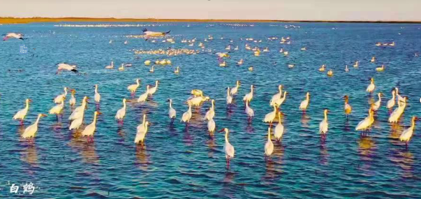 黃河口實(shí)力刷屏——中國·東營首屆短視頻網(wǎng)紅大會收官