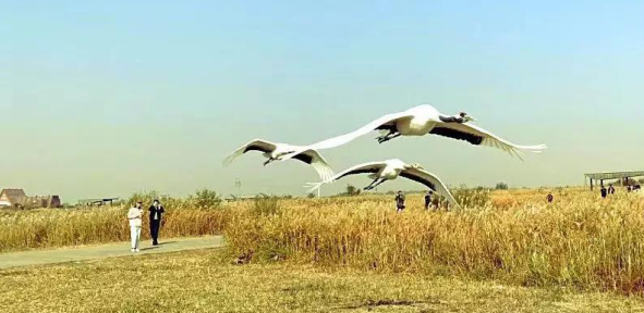 黃河口實(shí)力刷屏——中國·東營首屆短視頻網(wǎng)紅大會收官