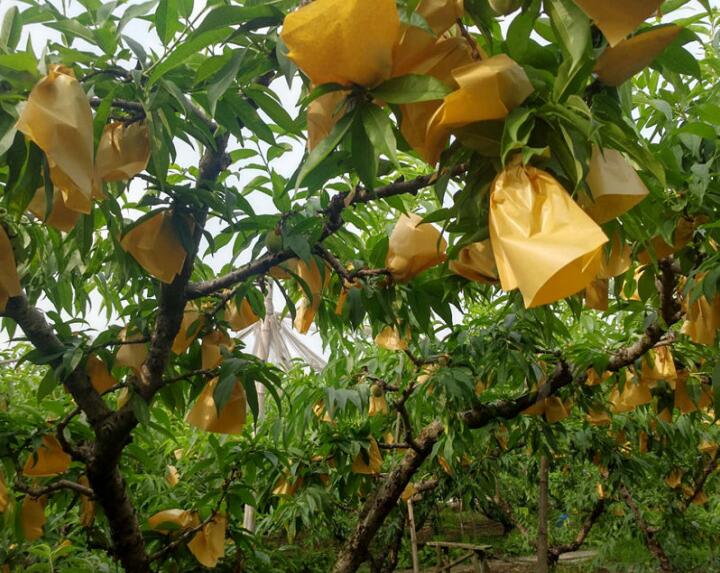 陽山水蜜桃種植基地——記楊宏偉莊主融界與跨界完美結合