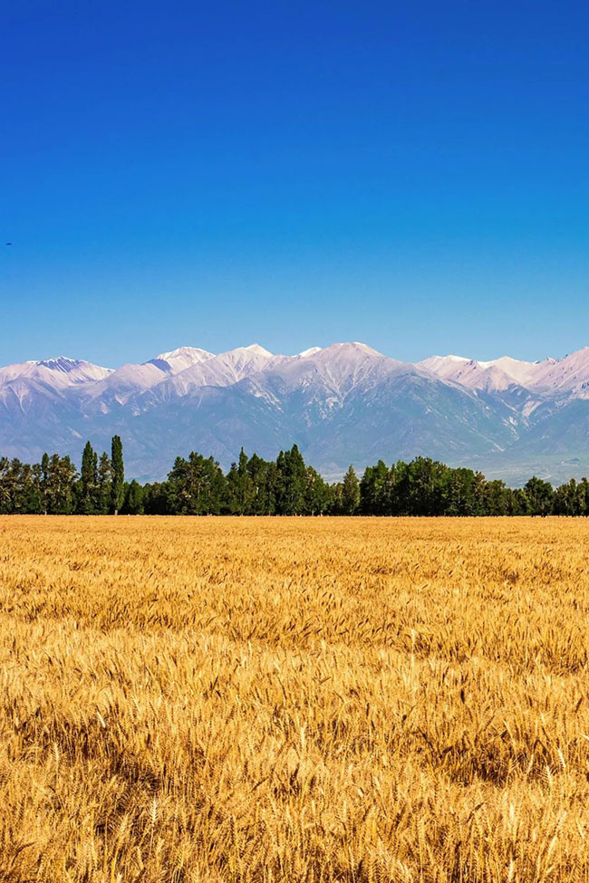 什么是中國夏天最美的景色？