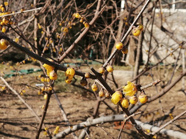 李月手機拍圖——玉淵潭公園冰開春來