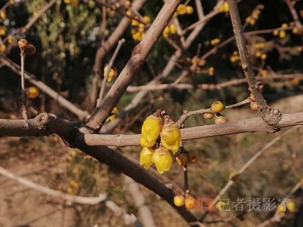 李月手機拍圖——玉淵潭公園冰開春來