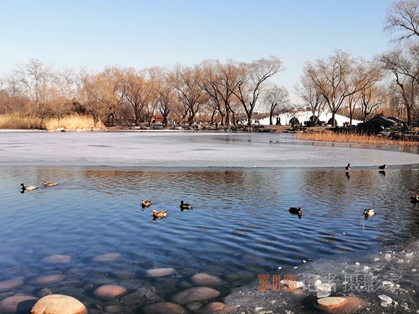 李月手機拍圖——玉淵潭公園冰開春來