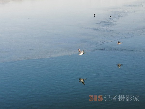 李月手機拍圖——玉淵潭公園冰開春來