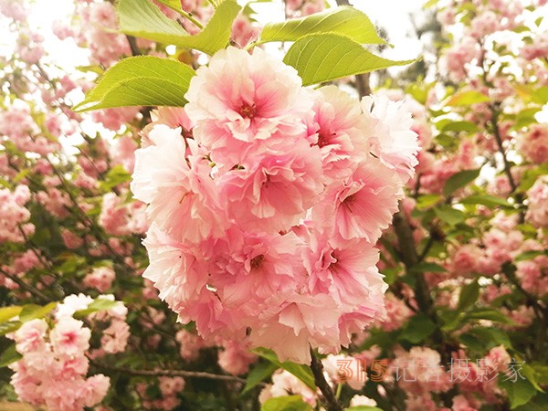 海棠開罷春將盡——李月手機拍圖