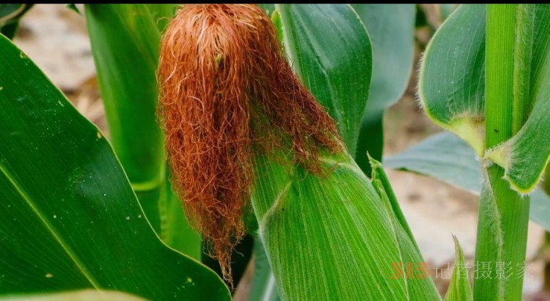 玉米“胡子”千萬不要把它扔掉，10大功效讓你愛上它