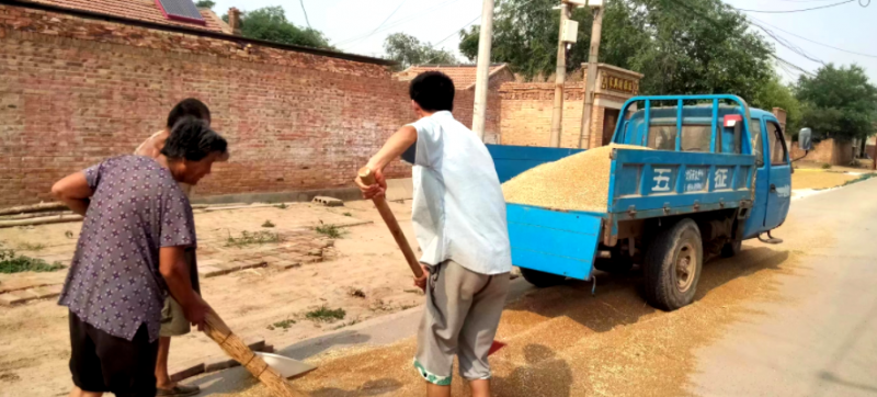 搶夏收麥歸倉 好政策水入田—記山東德州寧津縣王吏目村小農(nóng)水工程