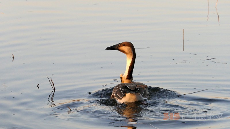 南海子公園大雁與綠頭鴨等