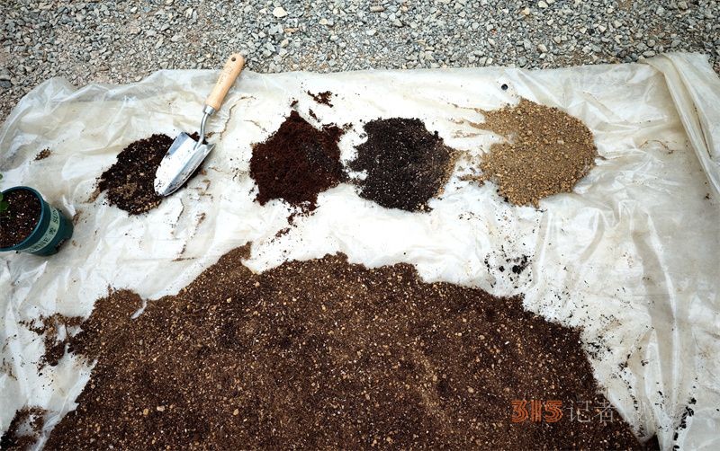 “太空遨游”半年的洋紫荊種子，12顆出苗移植啦！