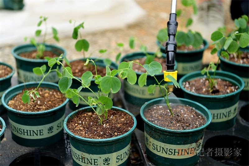 “太空遨游”半年的洋紫荊種子，12顆出苗移植啦！