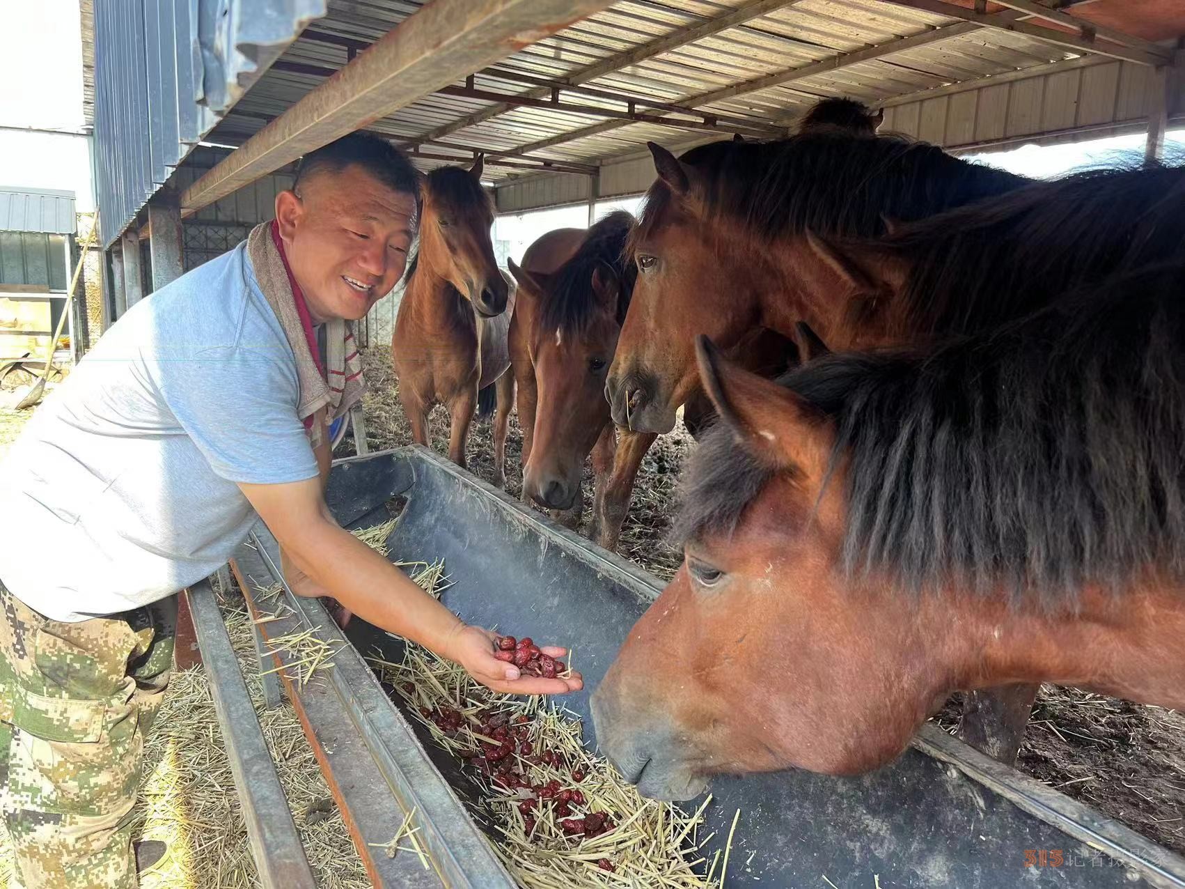 跨界養(yǎng)馬，勤勞致富助力公益救援