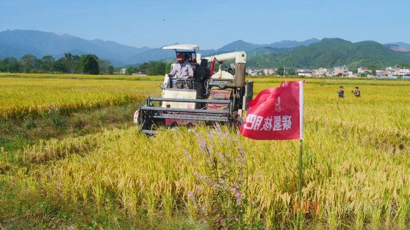 碳?xì)滟x農(nóng)顯成效 核肥助力廣東清遠(yuǎn)絲苗米豐收
