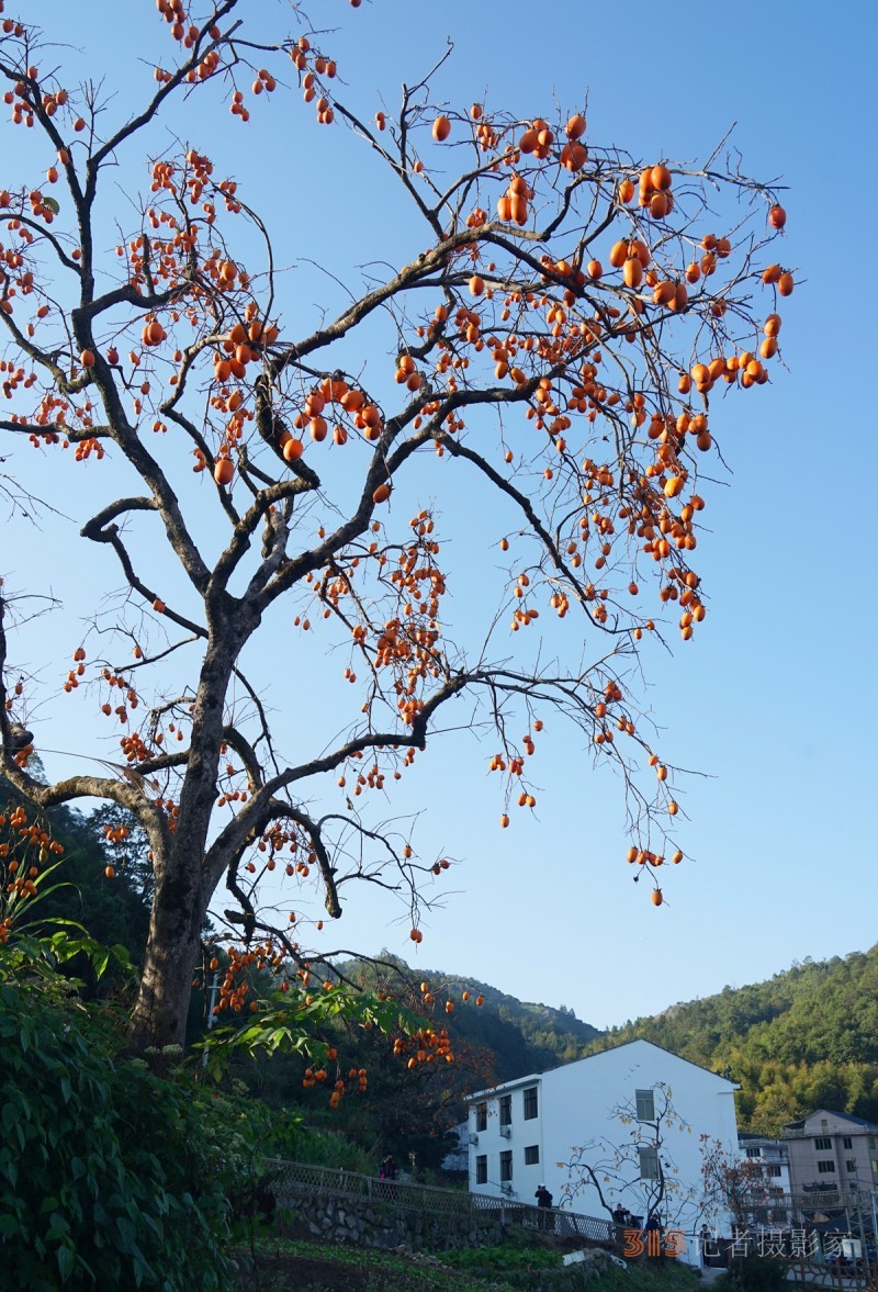 手機攝影  谷福林  柿柿如意