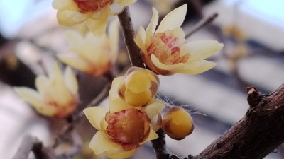 東風(fēng)第一枝——李月手機(jī)拍圖