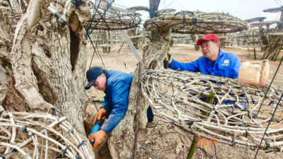 對節(jié)白蠟產(chǎn)業(yè)旺，村民春季養(yǎng)護(hù)忙