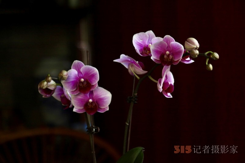 孫建軍攝影:蘭之韻