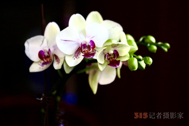 孫建軍攝影:蘭之韻