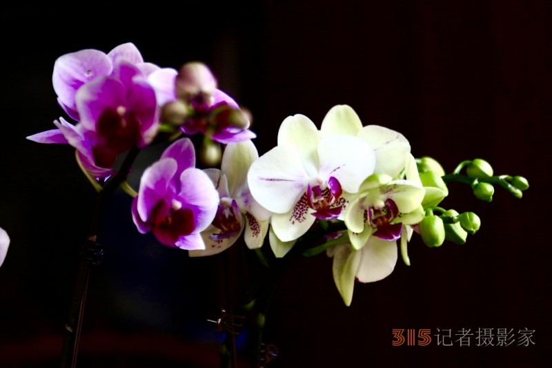 孫建軍攝影:蘭之韻