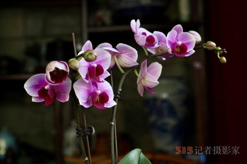 孫建軍攝影:蘭之韻